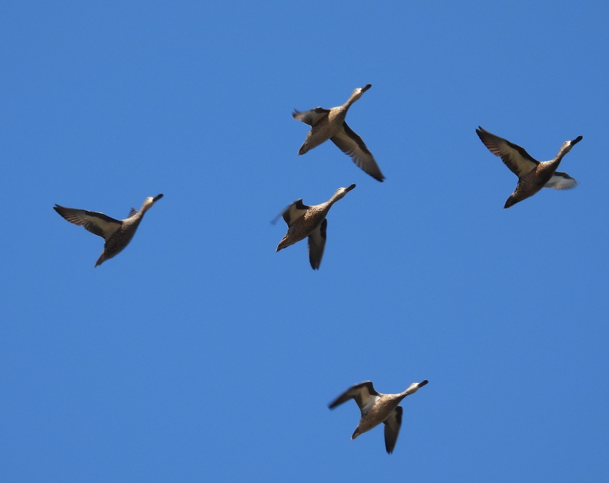 Sarcelle à ailes bleues - ML645576130