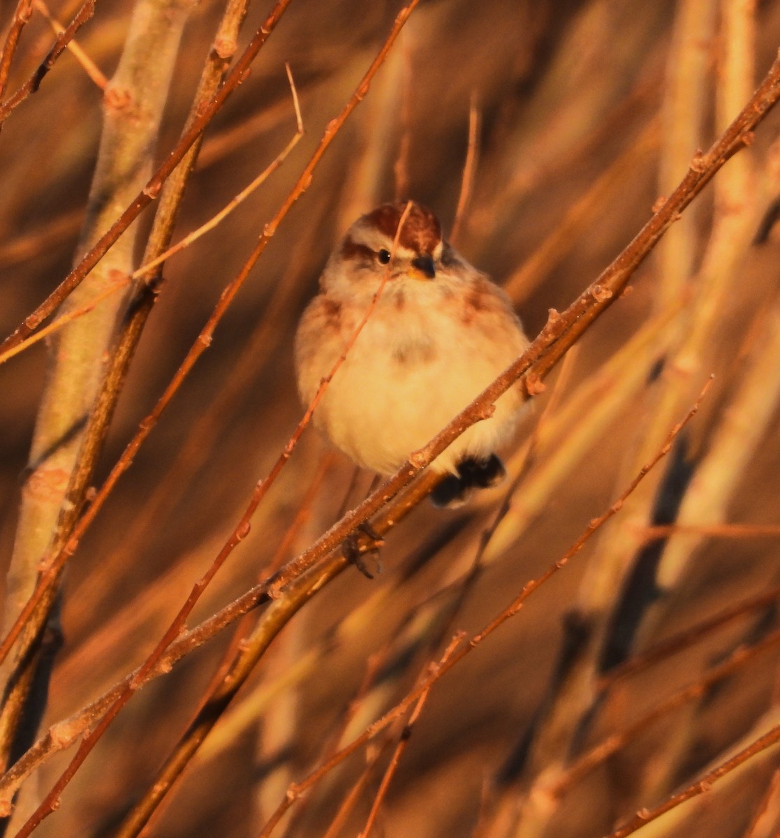 American Tree Sparrow - ML645576131
