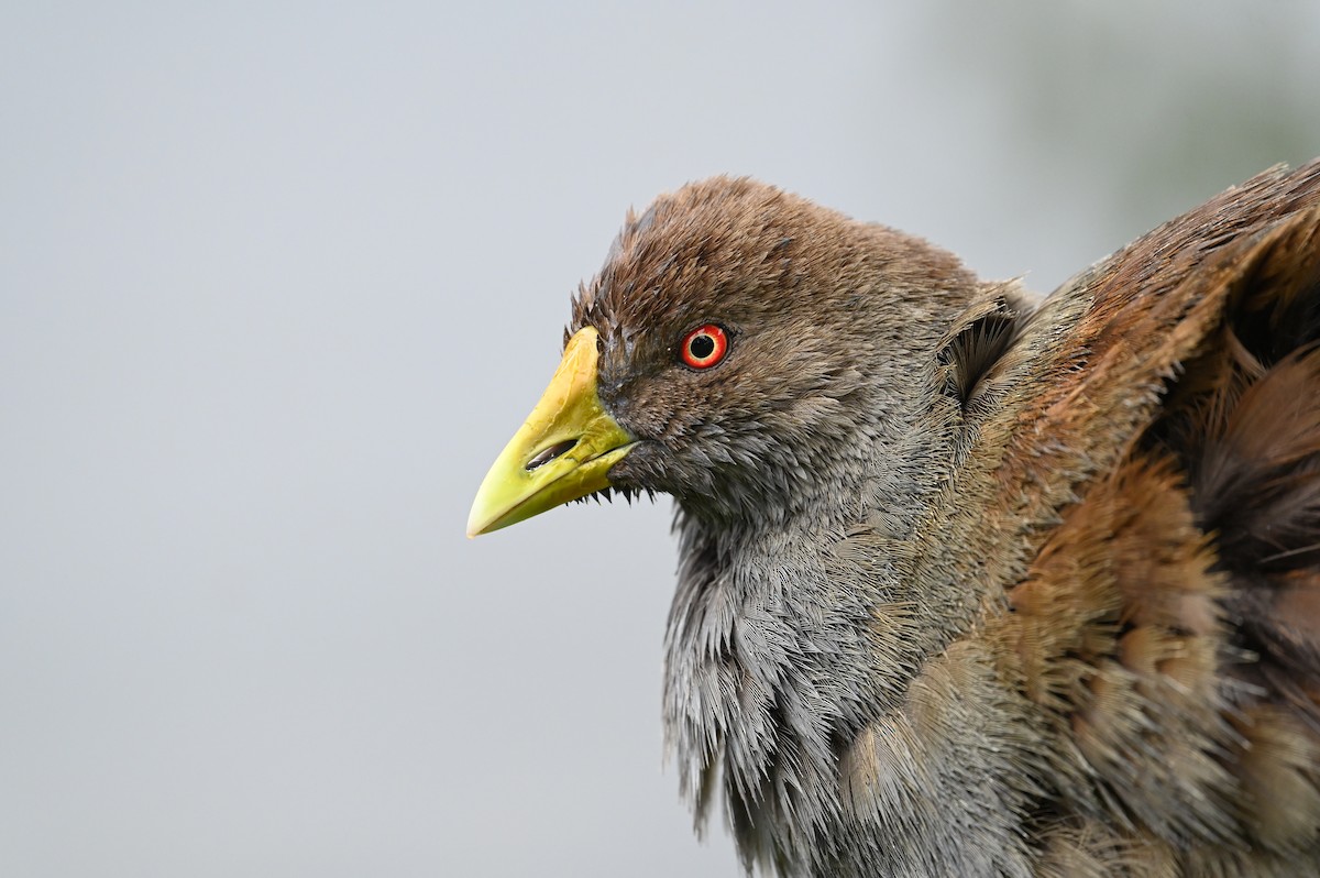 Tasmanian Nativehen - ML645576133