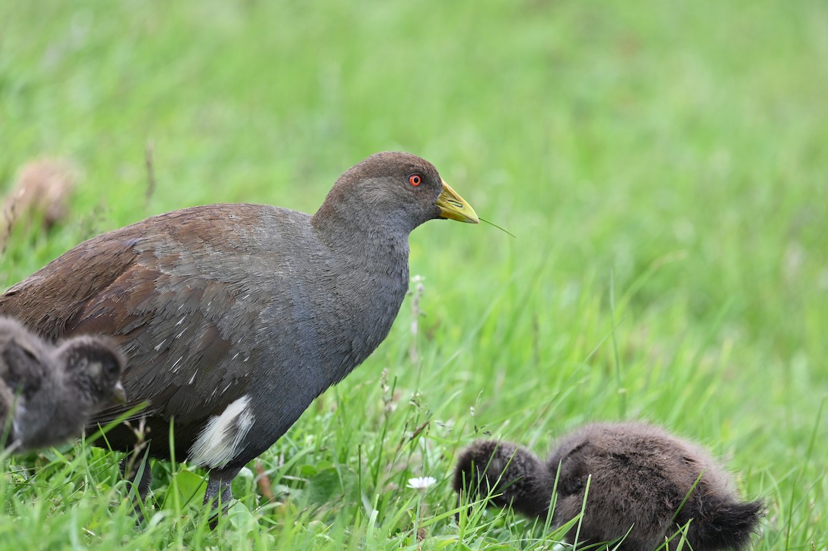 Tasmanian Nativehen - ML645576134