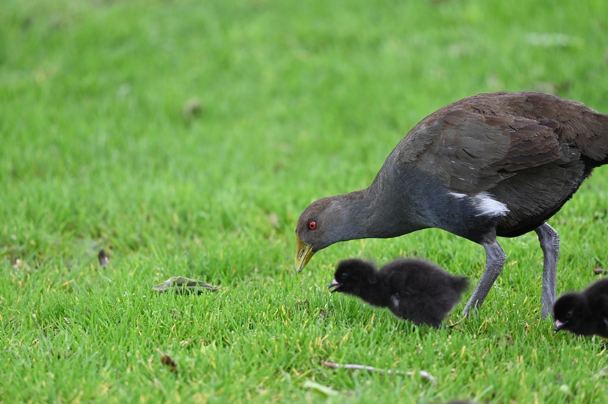 Tasmanian Nativehen - ML645576135