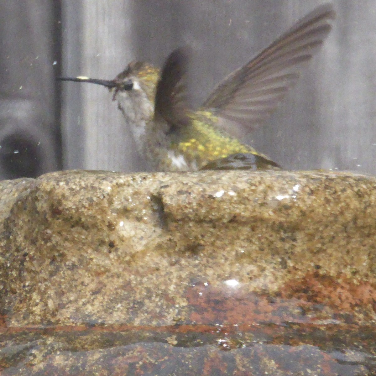 Anna's Hummingbird - ML645576136