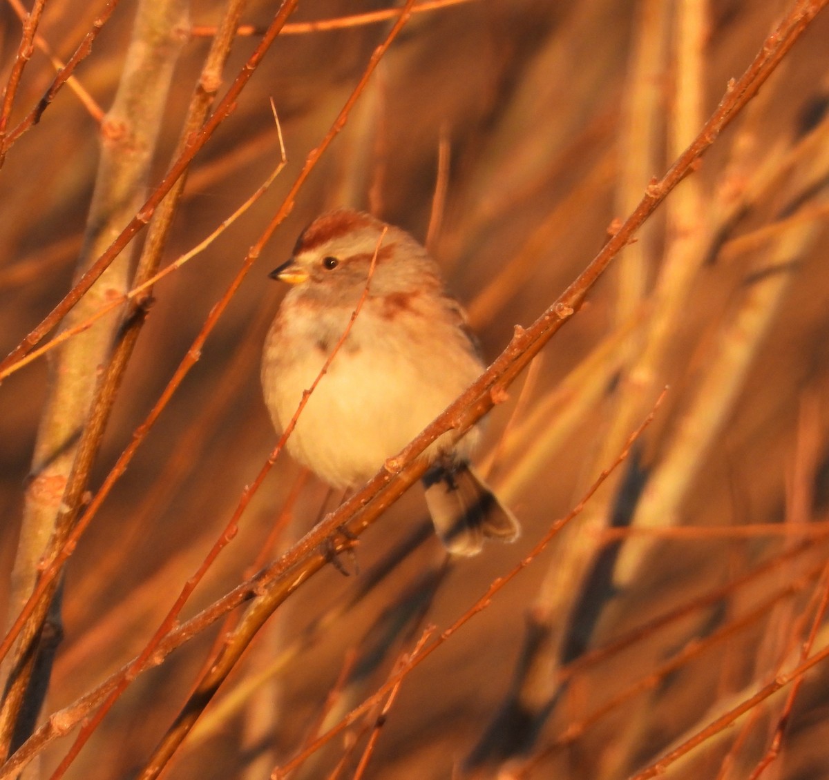 American Tree Sparrow - ML645576137