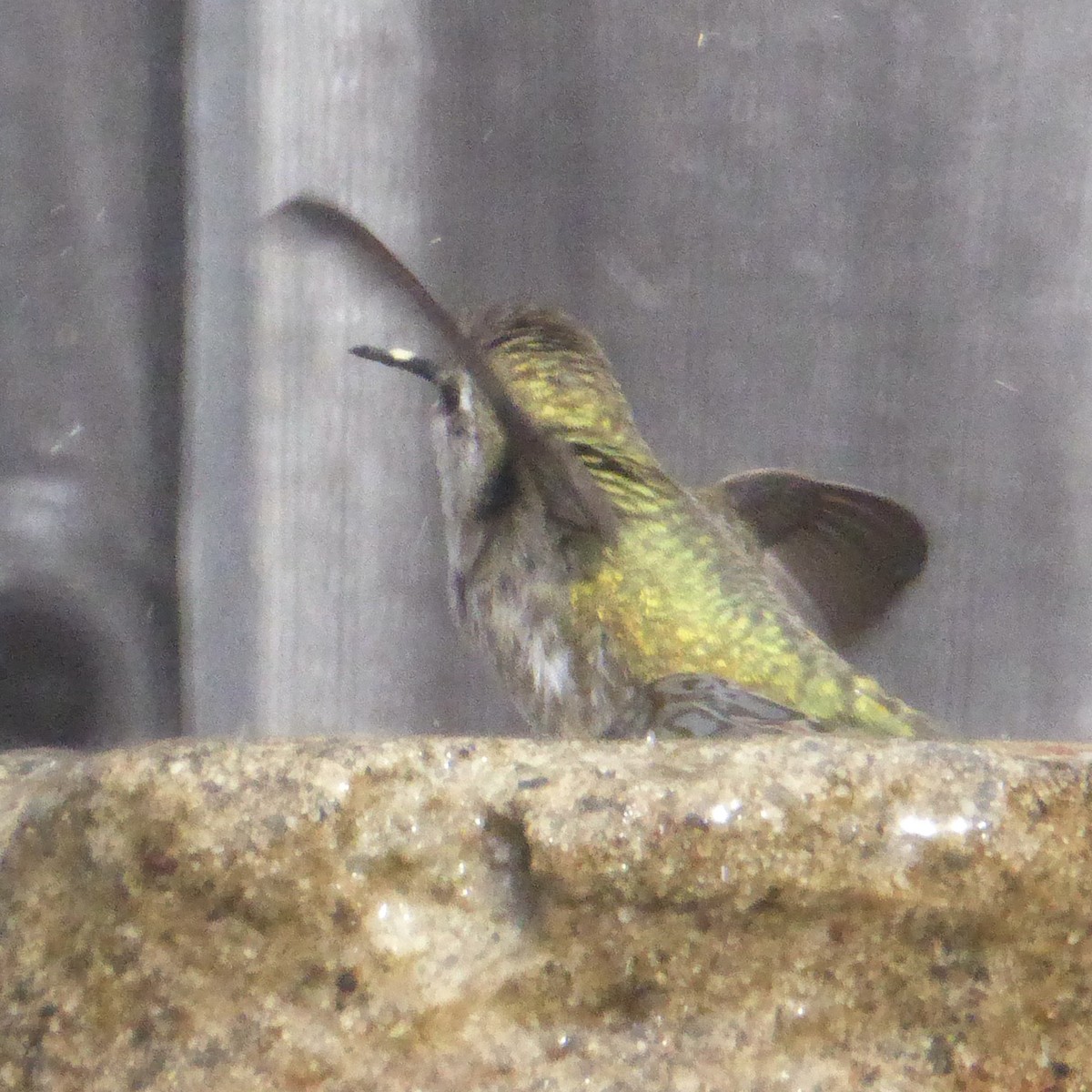 Anna's Hummingbird - ML645576138