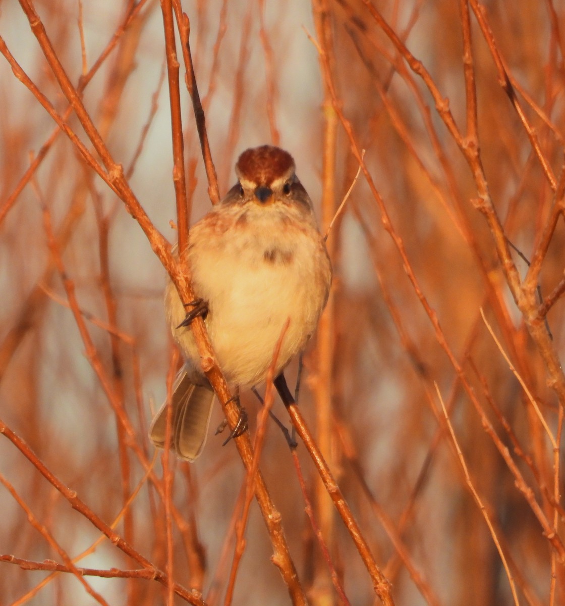 American Tree Sparrow - ML645576139