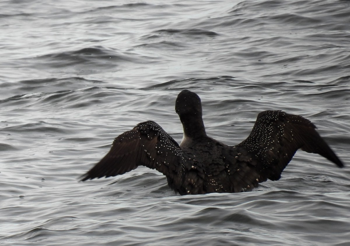Common Loon - ML645576140