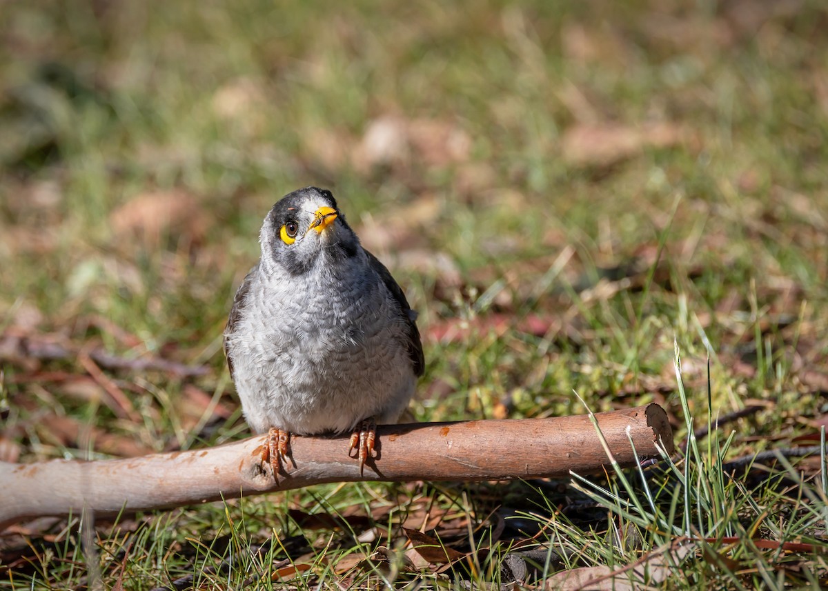 Noisy Miner - ML645576142