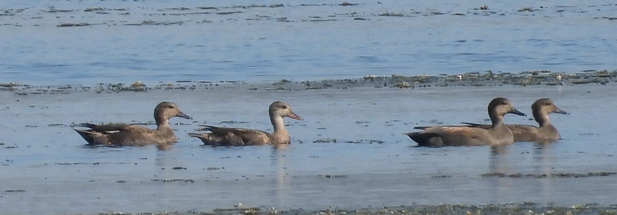 赤膀鴨 - ML645576144