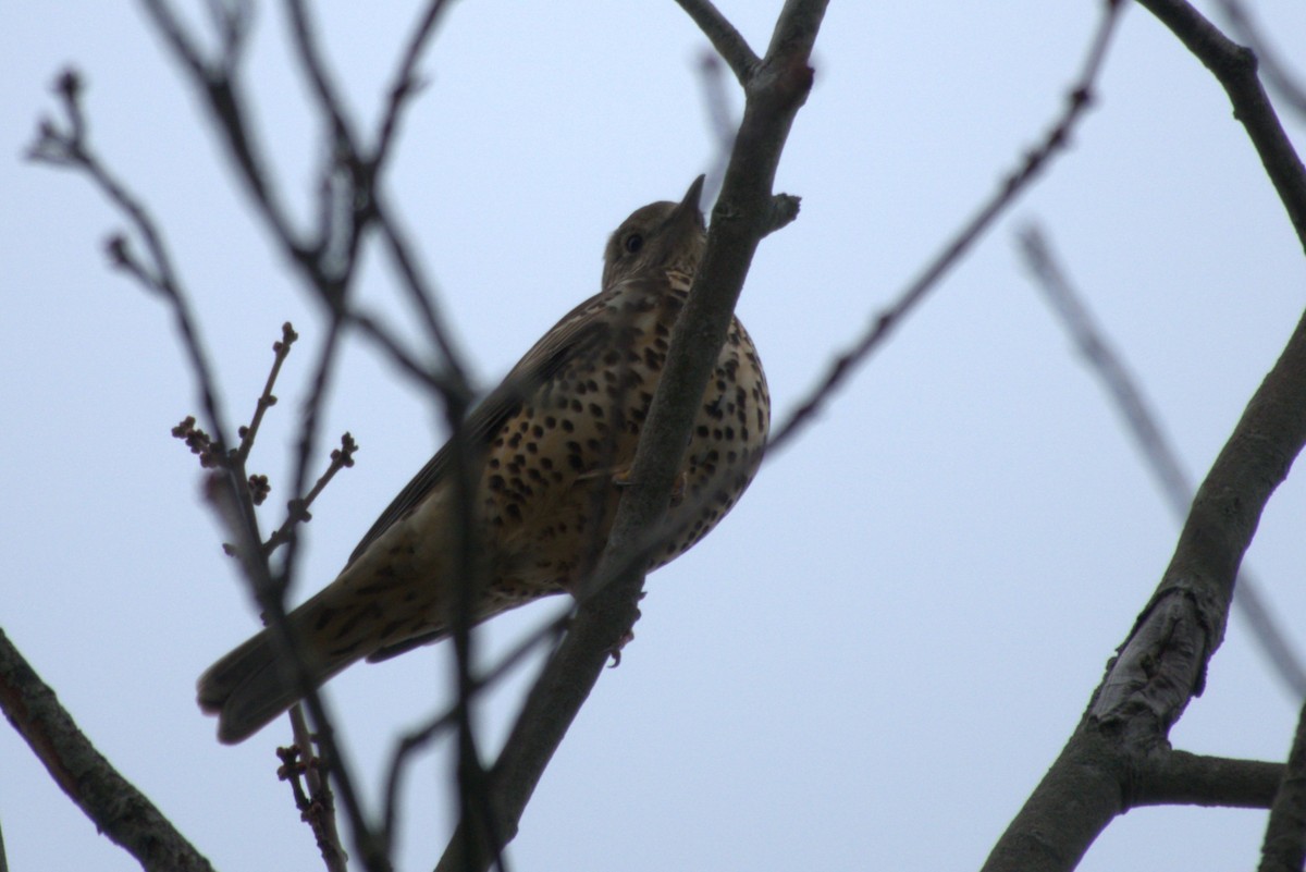 槲鶇 - ML645576146