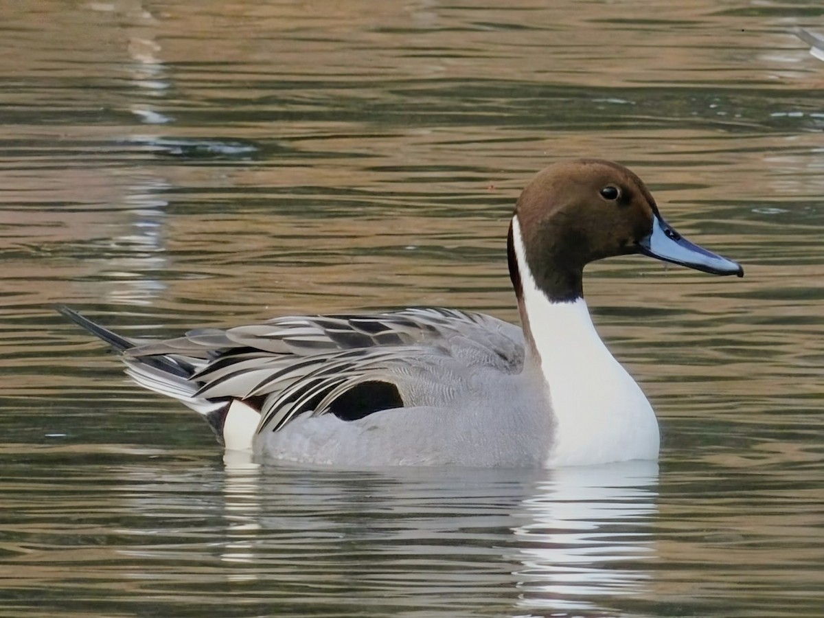 尖尾鴨 - ML645576147