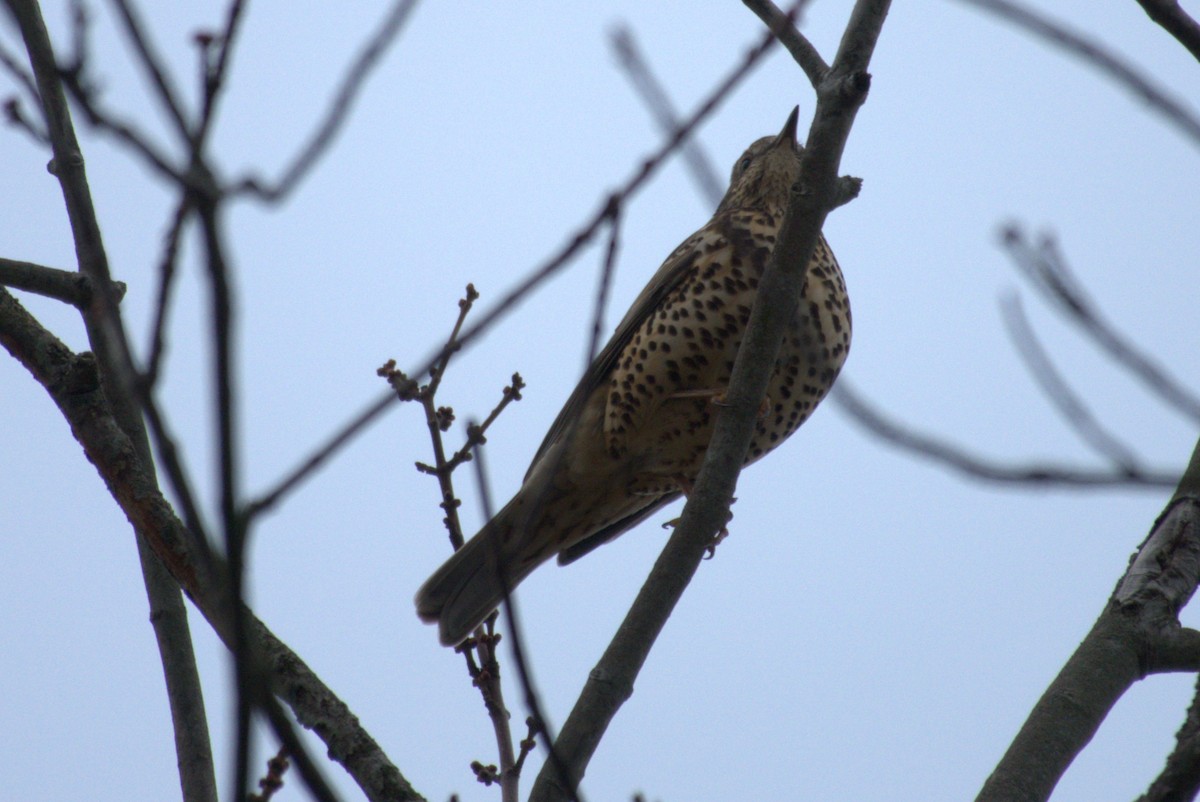 槲鶇 - ML645576148