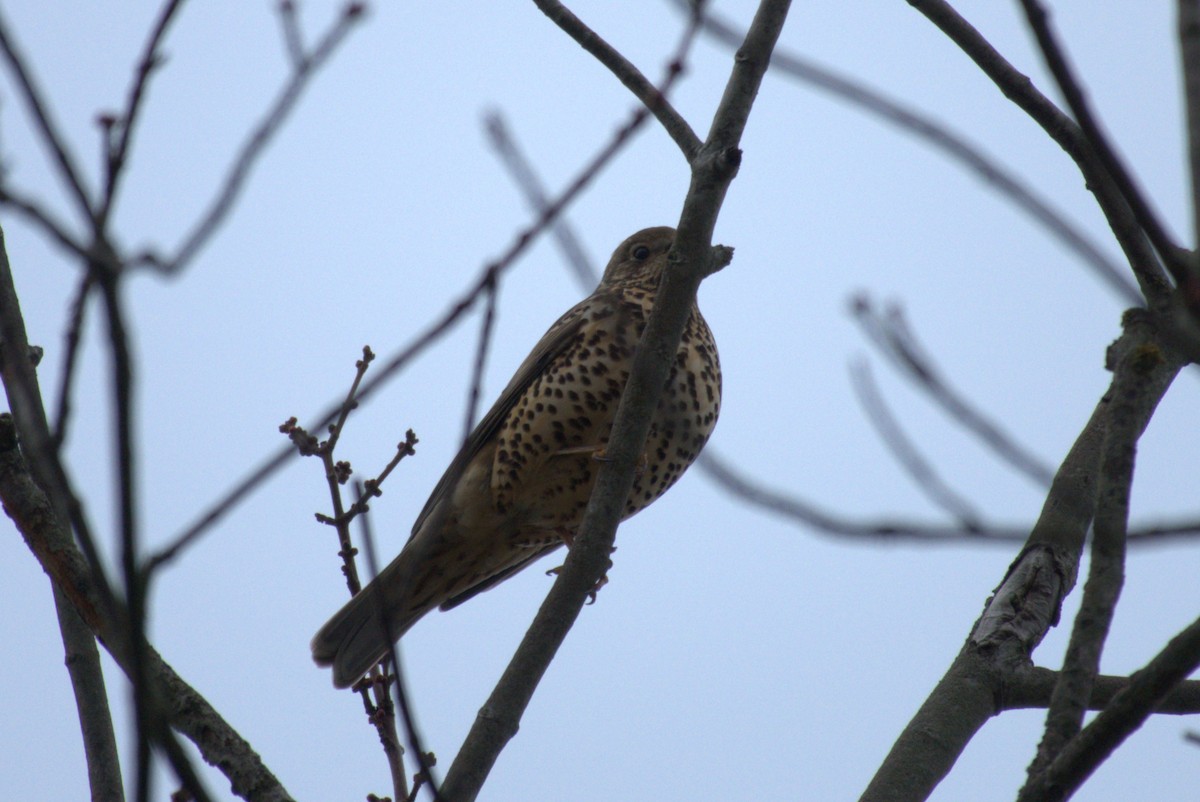 槲鶇 - ML645576149