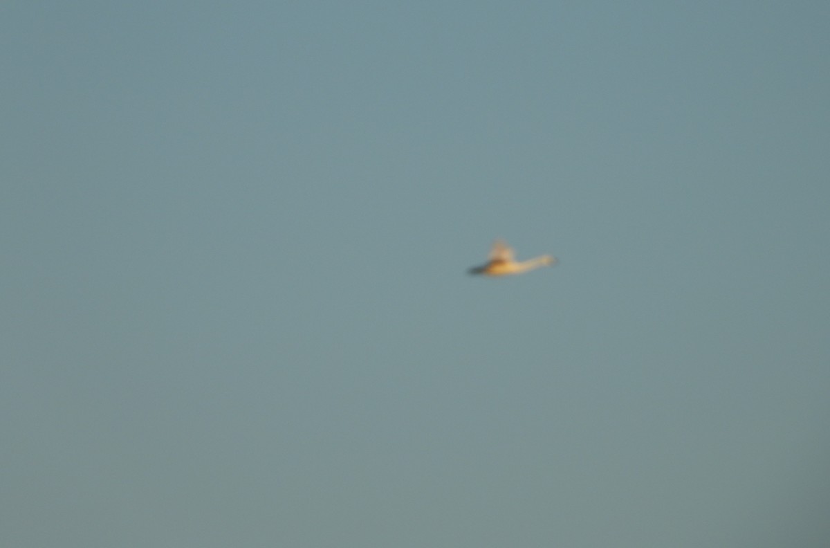 小天鵝 - ML645576152