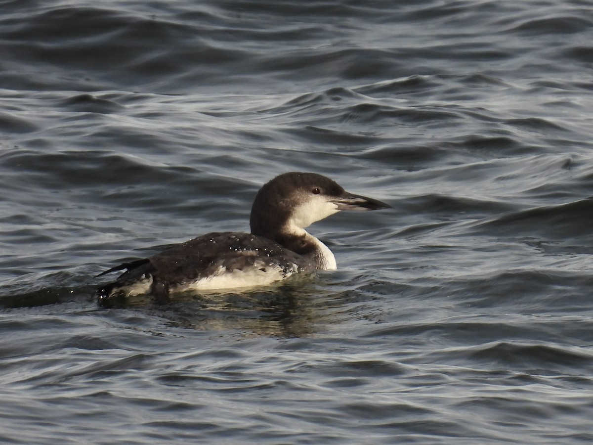Common Loon - ML645576154