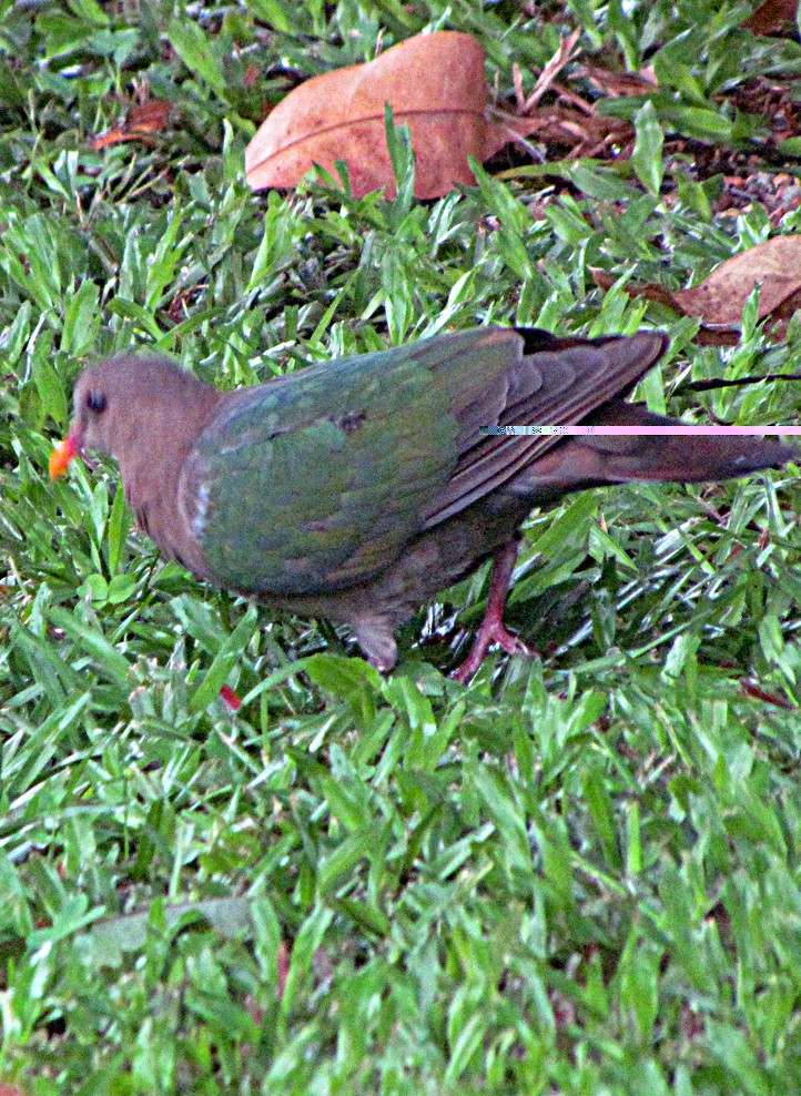 Pacific Emerald Dove - ML645576155