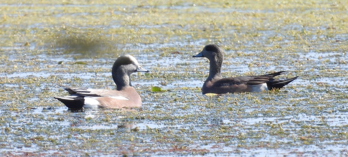 Свищ американський - ML645576160