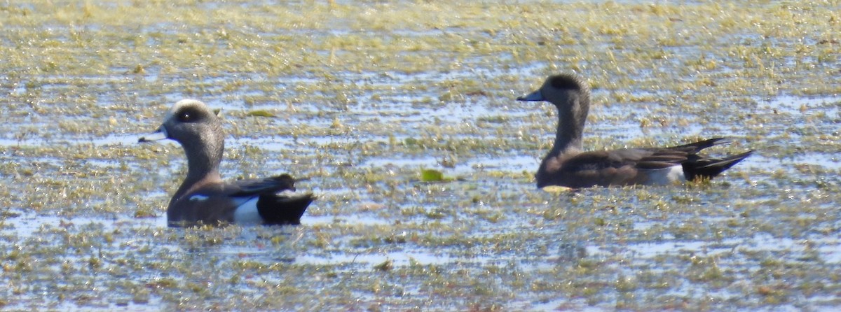 Свищ американський - ML645576161