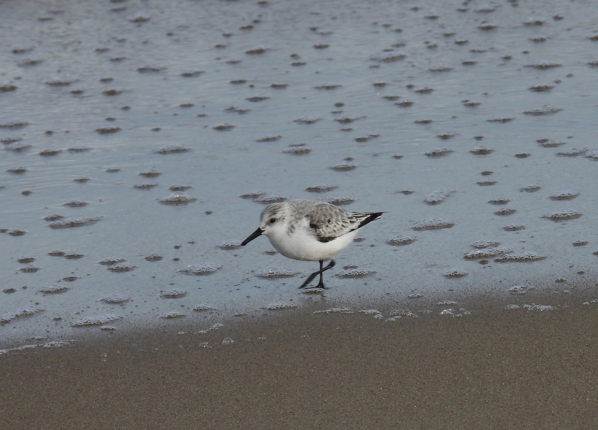 Sanderling - ML645576185