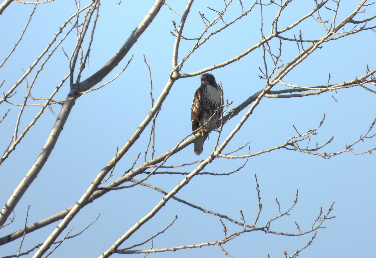 Red-tailed Hawk - ML645576192