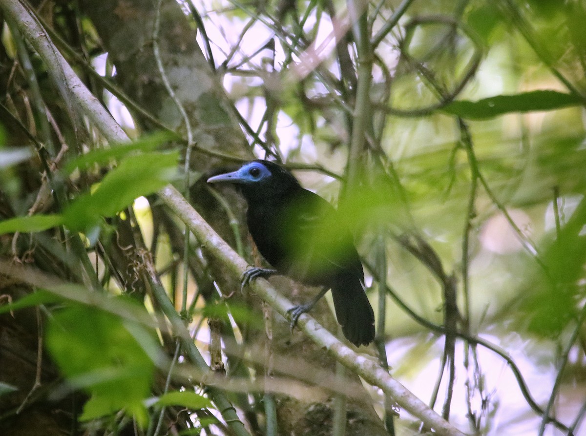 Bare-crowned Antbird - ML645576196