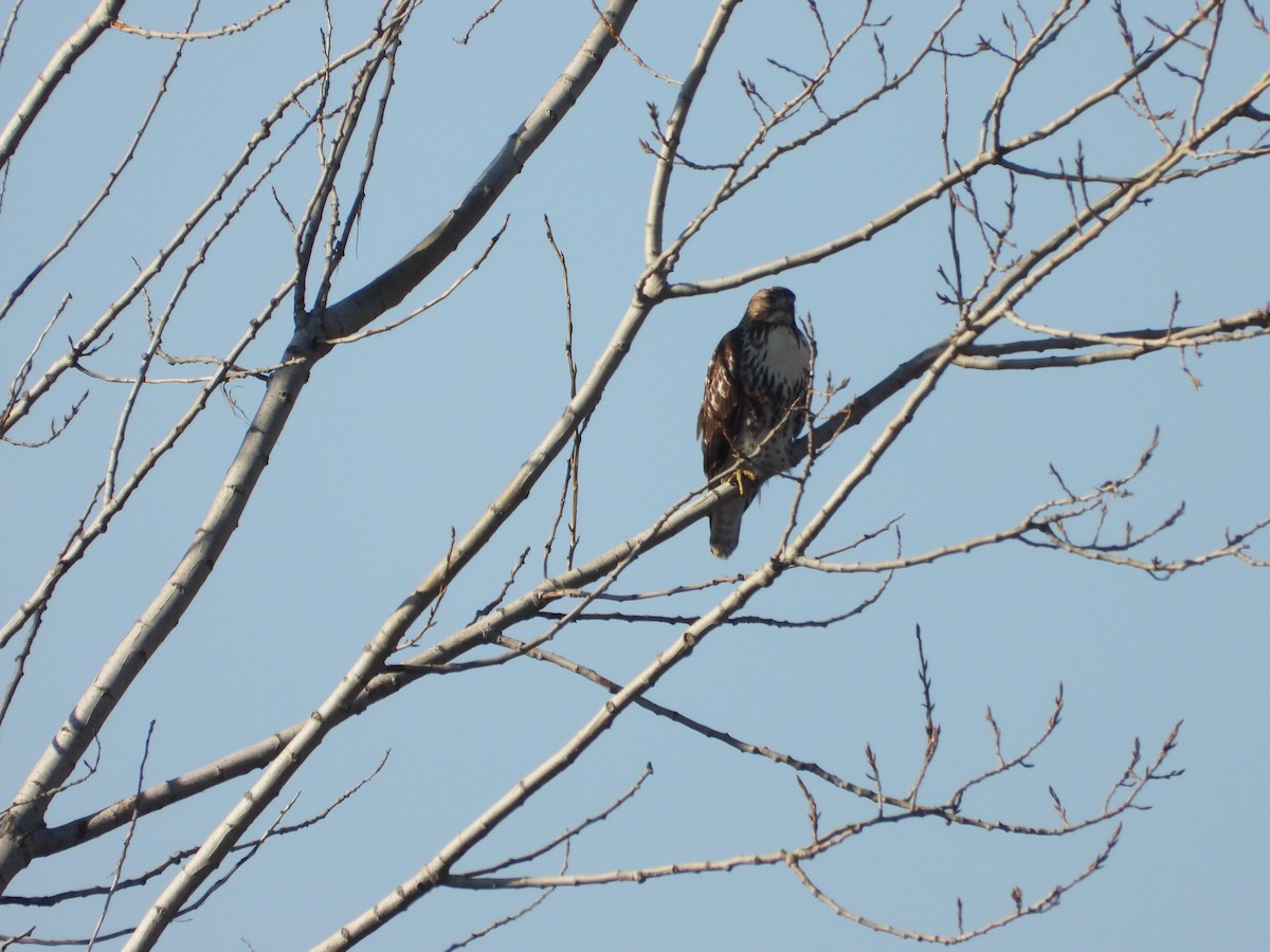 Red-tailed Hawk - ML645576197