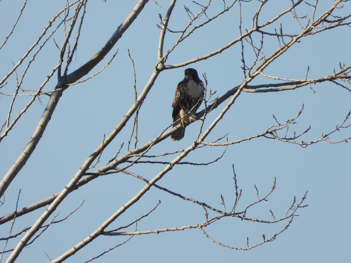 Red-tailed Hawk - ML645576201