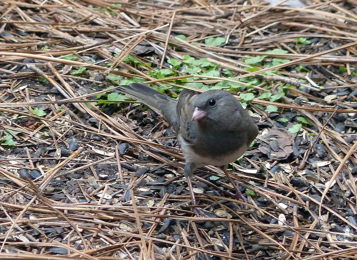 Kara Gözlü Junko - ML645576202