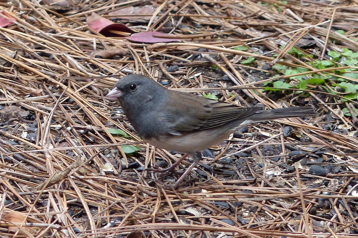 Kara Gözlü Junko - ML645576203