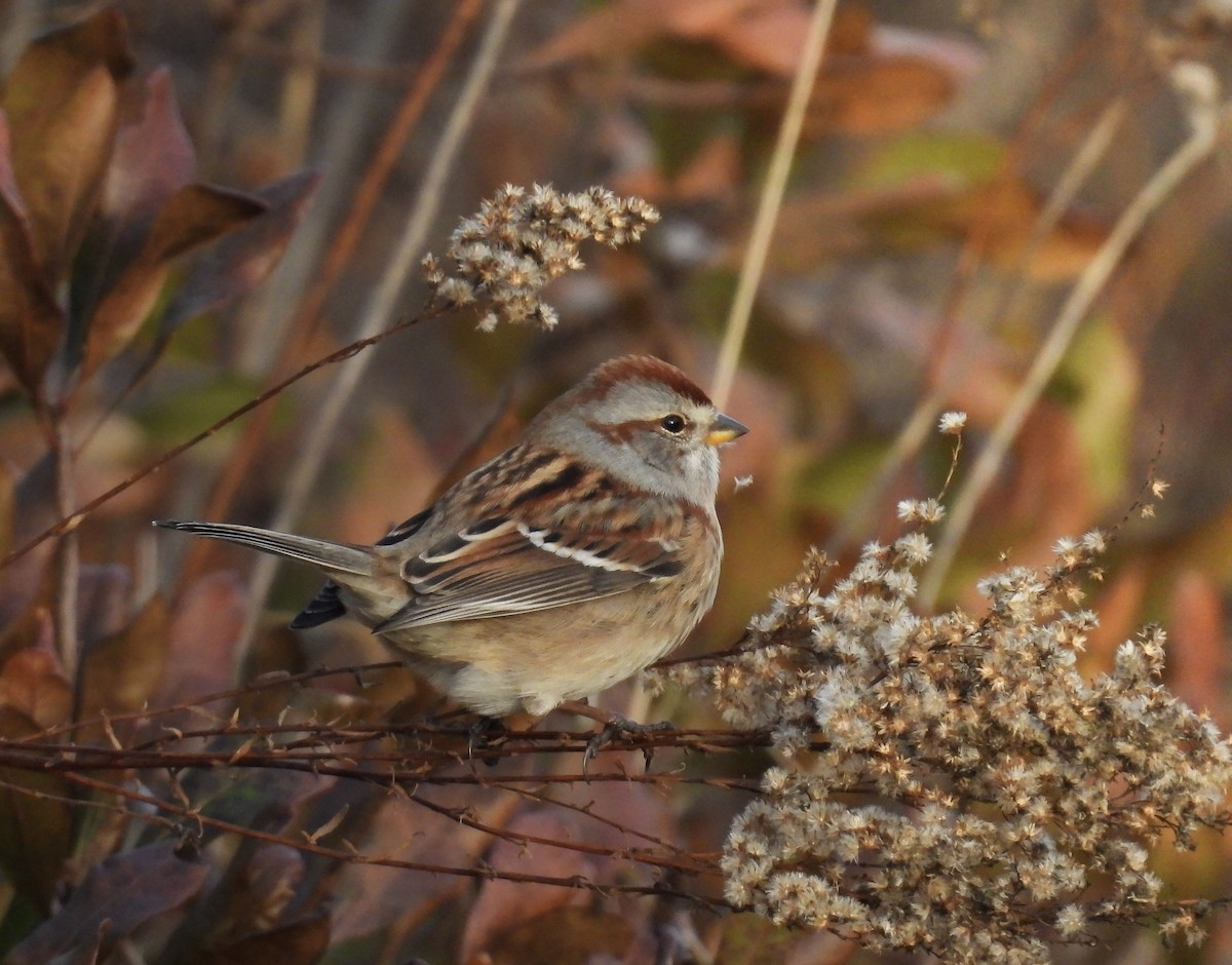 American Tree Sparrow - ML645576207