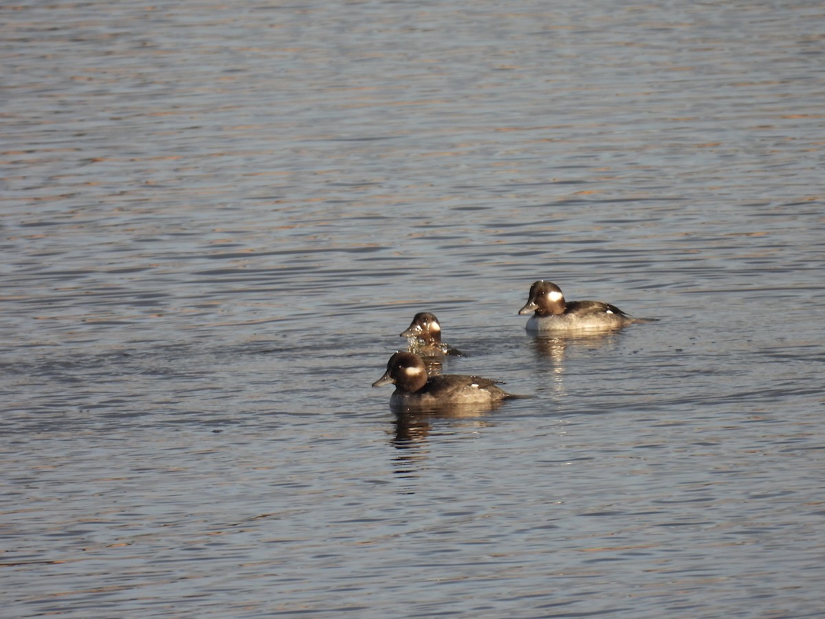 Bufflehead - ML645576209