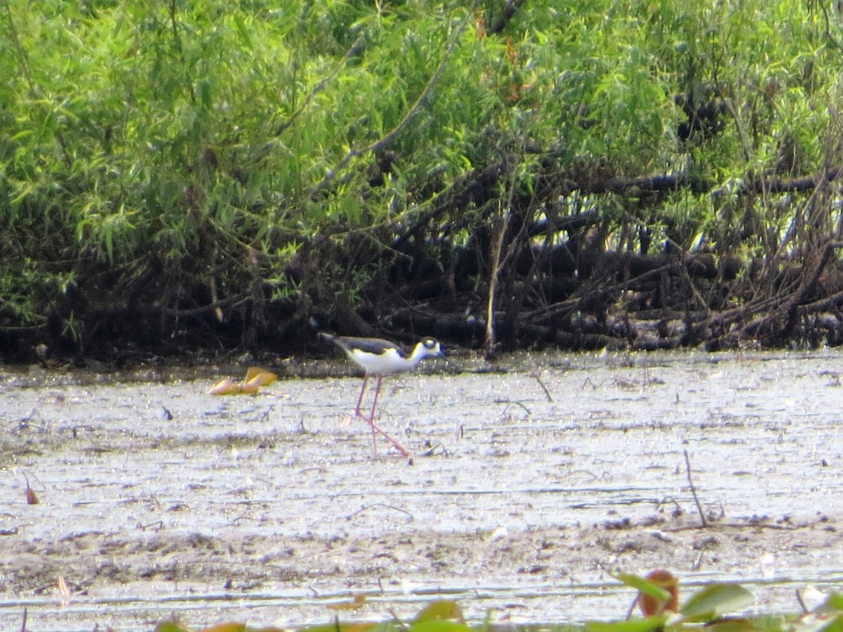 Black-necked Stilt - Alan Boyd