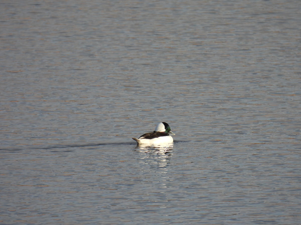 Bufflehead - ML645576211
