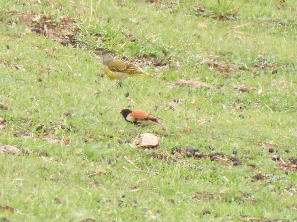 Black-headed Canary - ML645576212