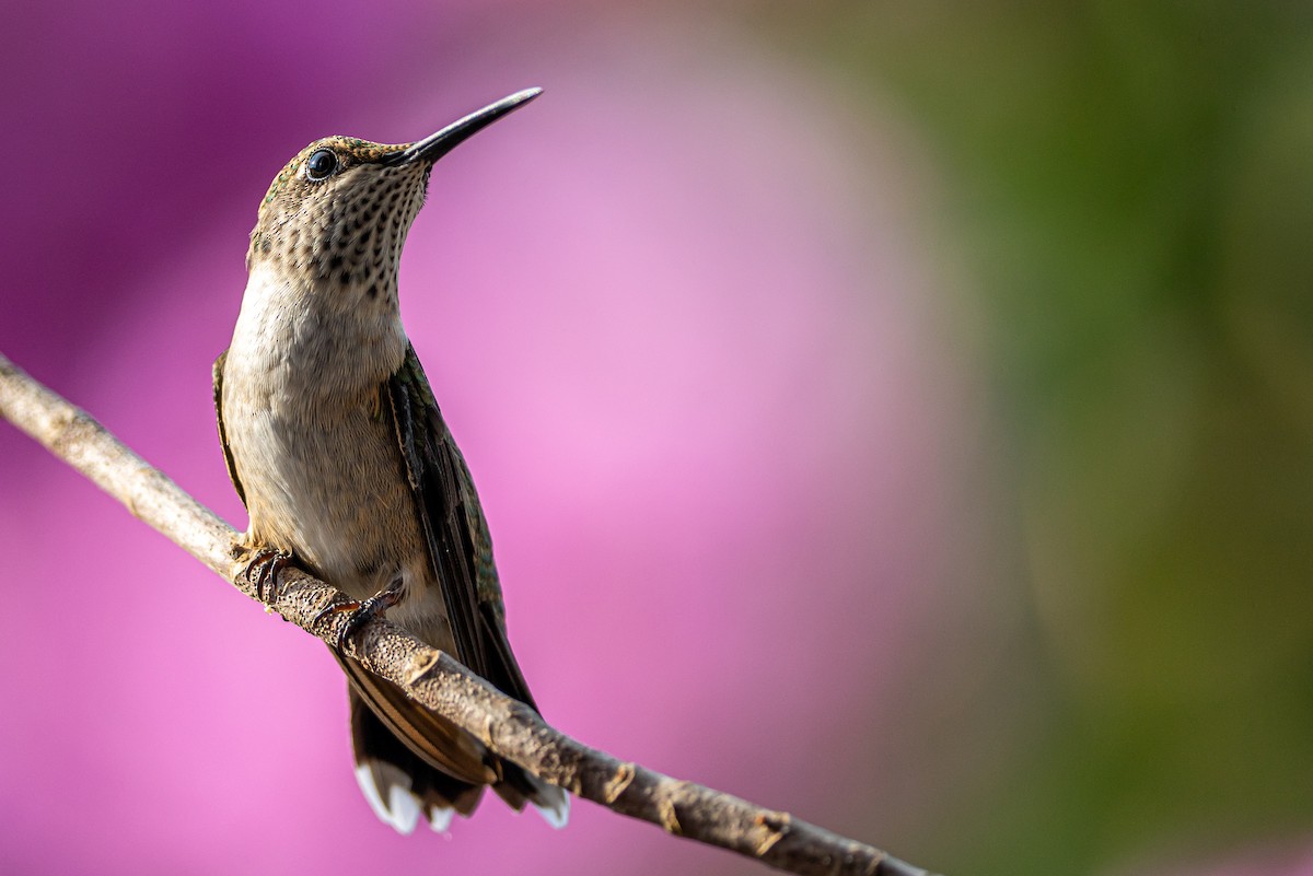 Колібрі рубіновогорлий - ML645576214