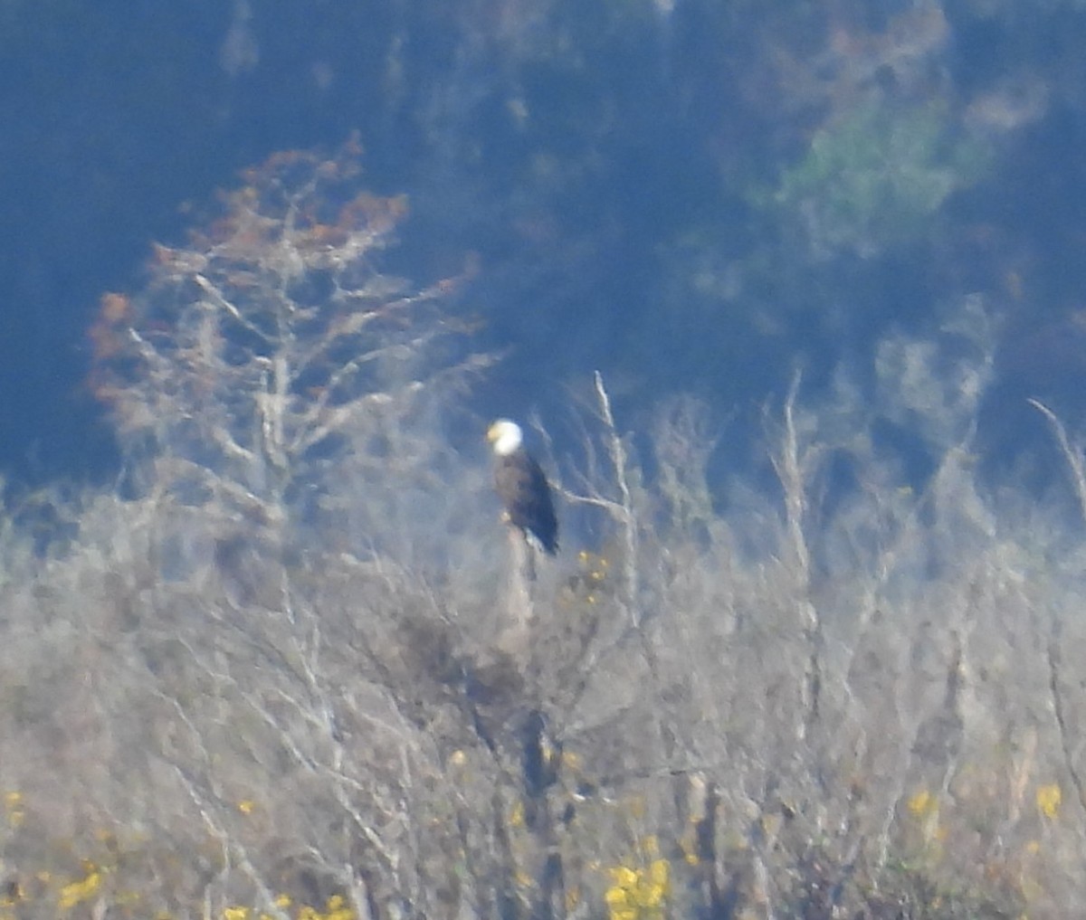 Pygargue à tête blanche - ML645576215