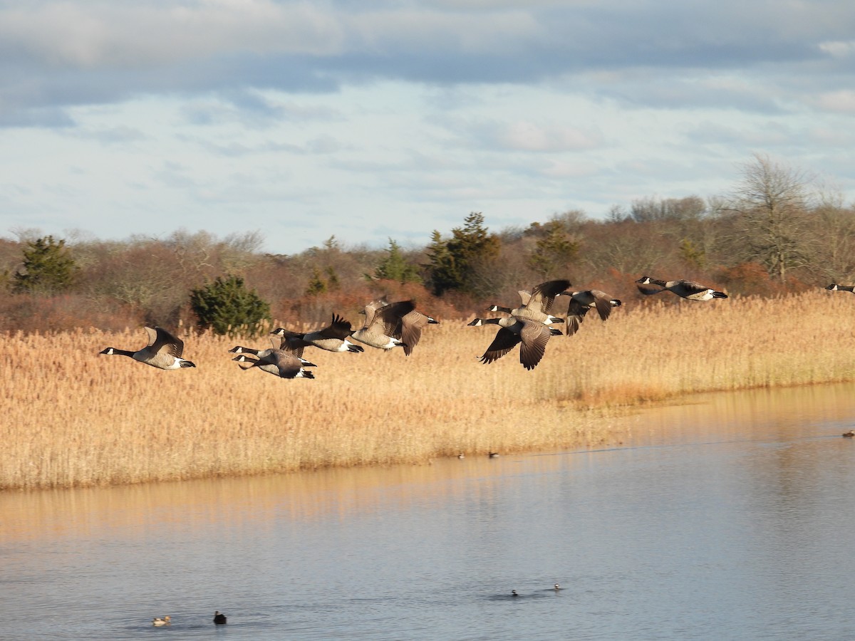 Canada Goose - ML645576218