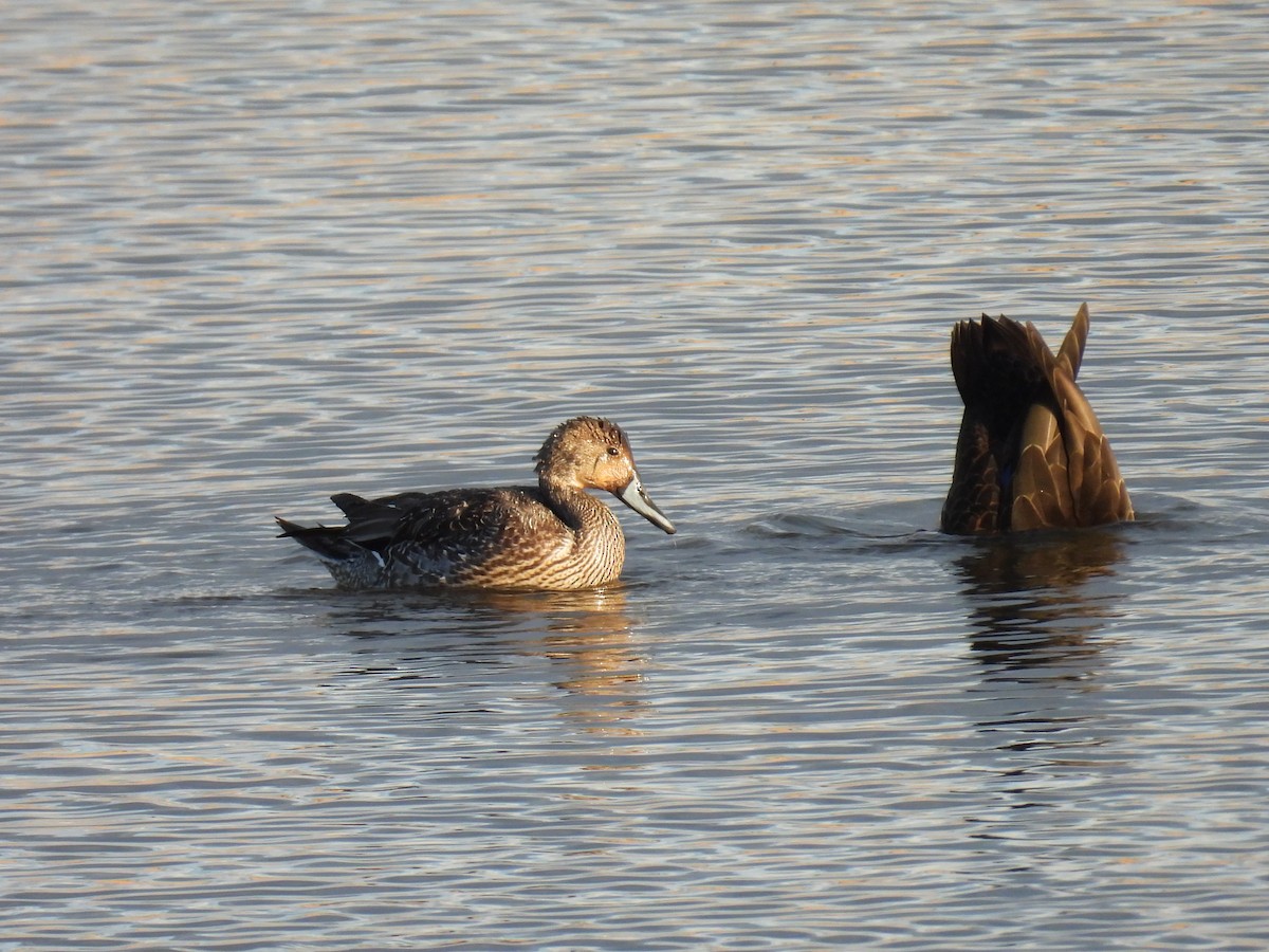 Northern Pintail - ML645576232