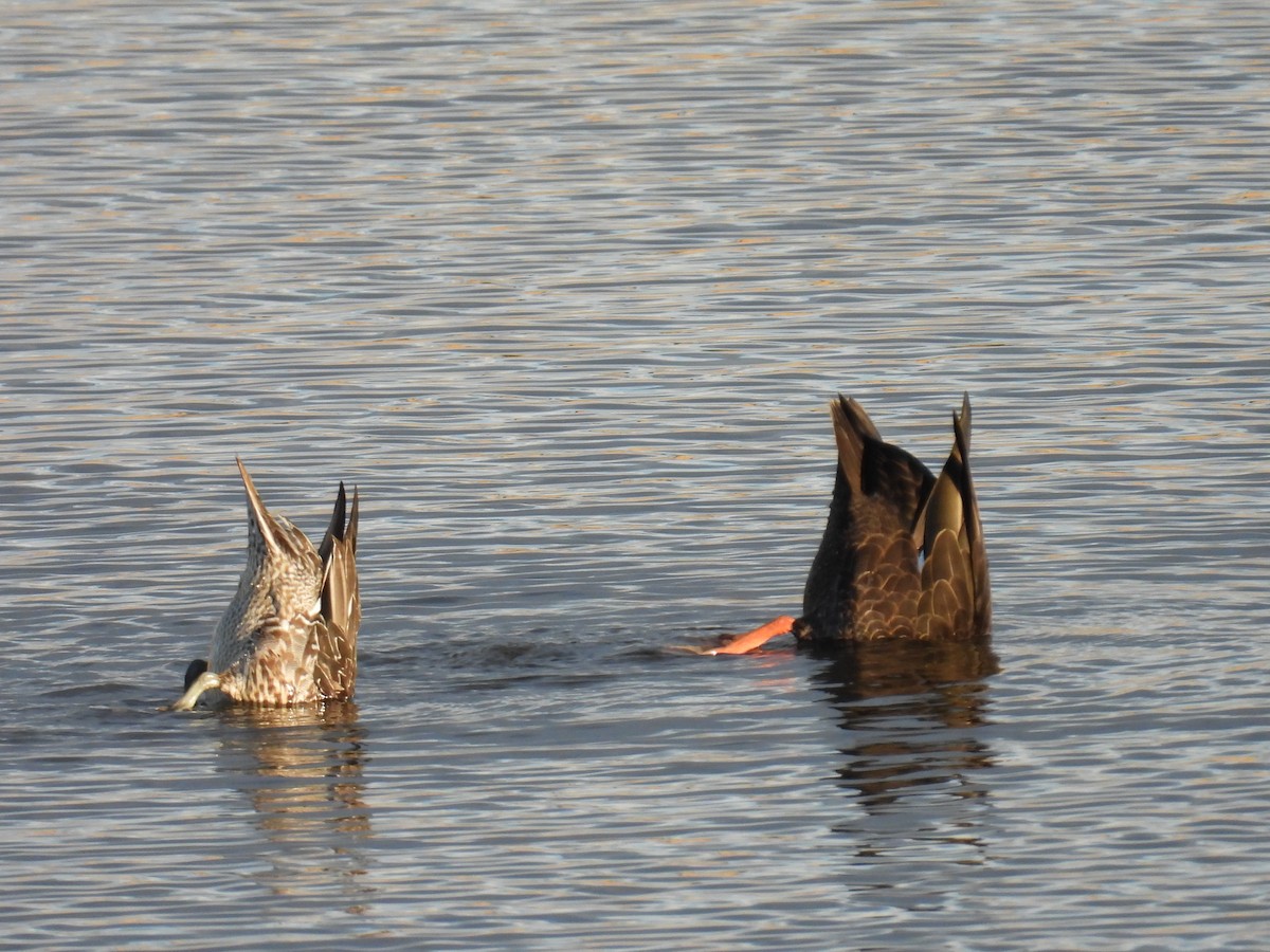 Northern Pintail - ML645576236