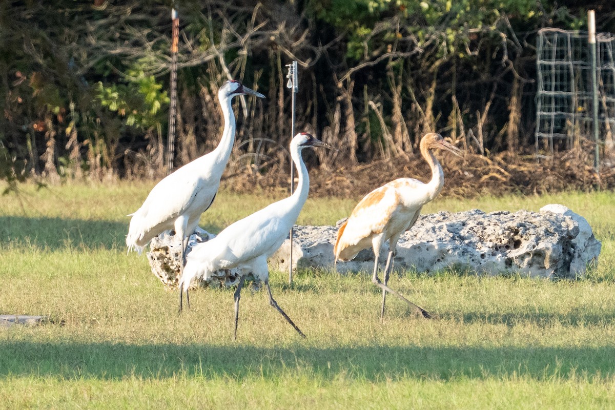 trompettrane - ML645576238