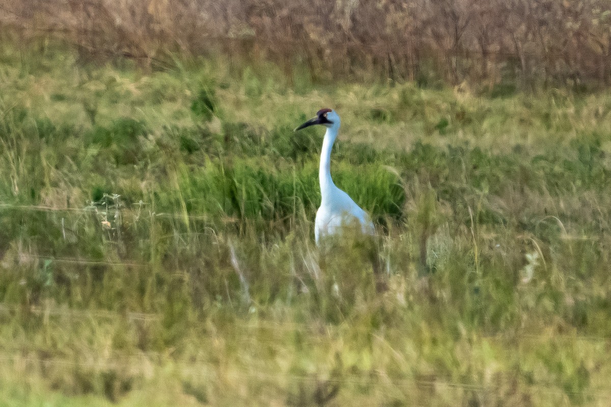 trompettrane - ML645576239