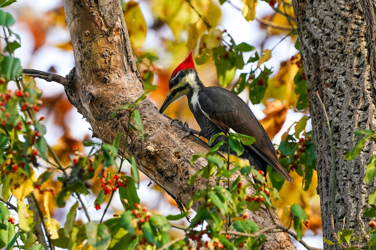 Pileated Woodpecker - ML645576250