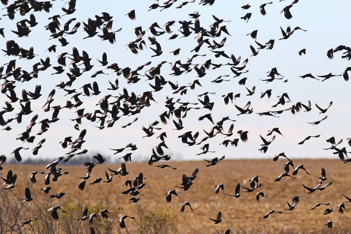 Common Grackle - ML645576252