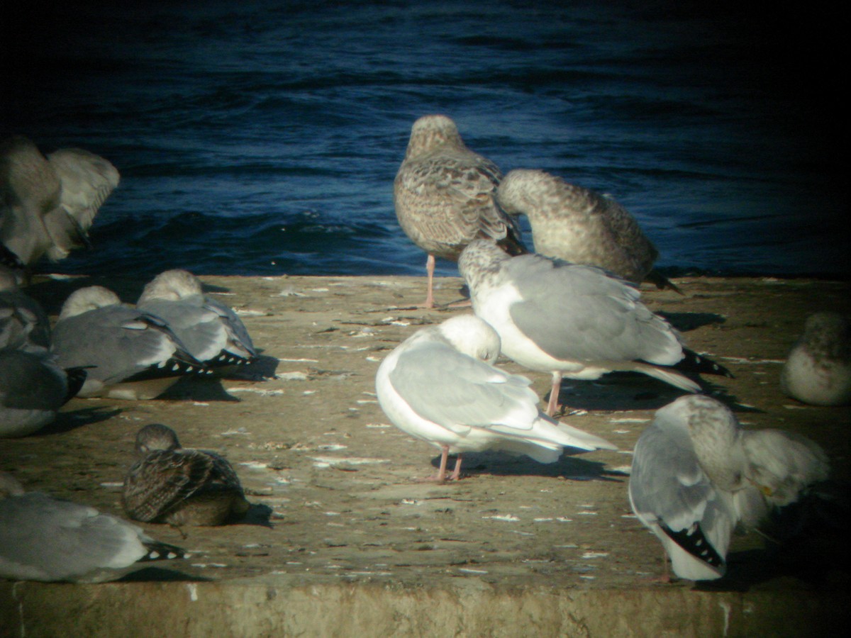 アイスランドカモメ（亜種 アイスランドカモメ／クムリーンカモメ） - ML645576256