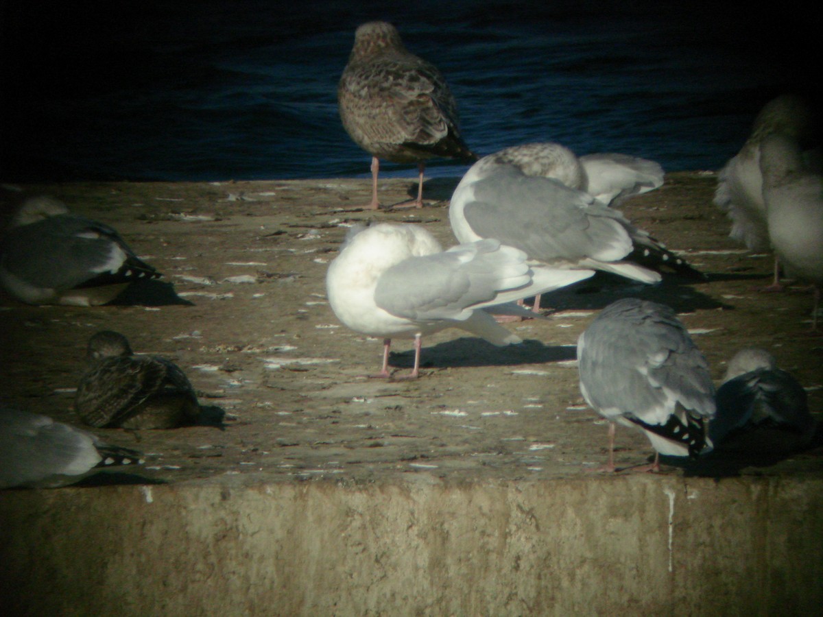 アイスランドカモメ（亜種 アイスランドカモメ／クムリーンカモメ） - ML645576258