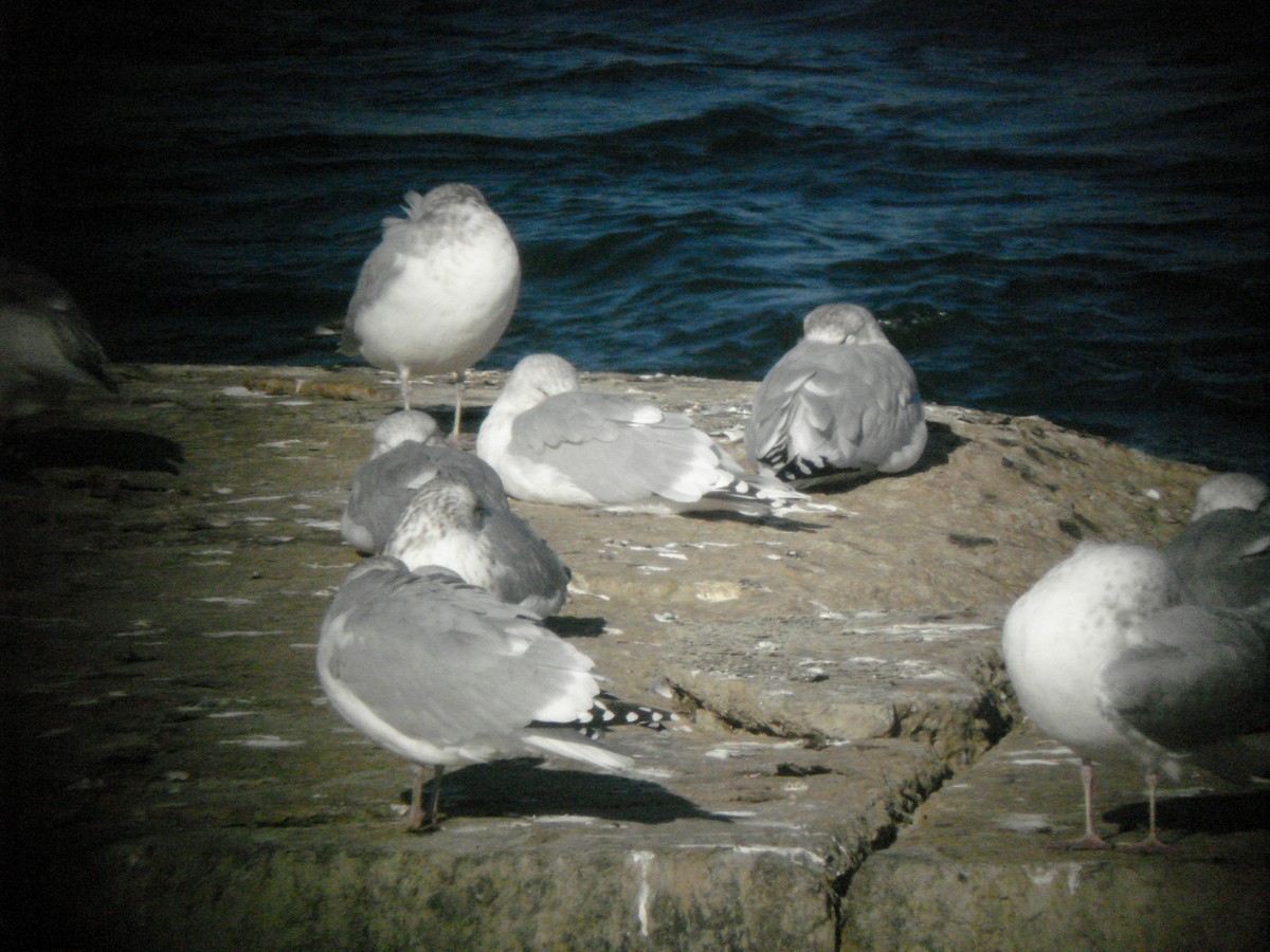 アイスランドカモメ（亜種 アイスランドカモメ／クムリーンカモメ） - ML645576259