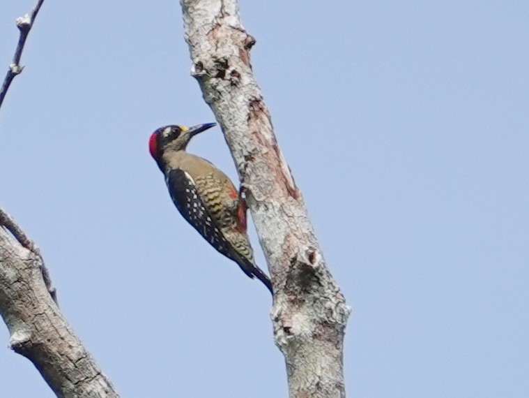 Black-cheeked Woodpecker - ML645576260