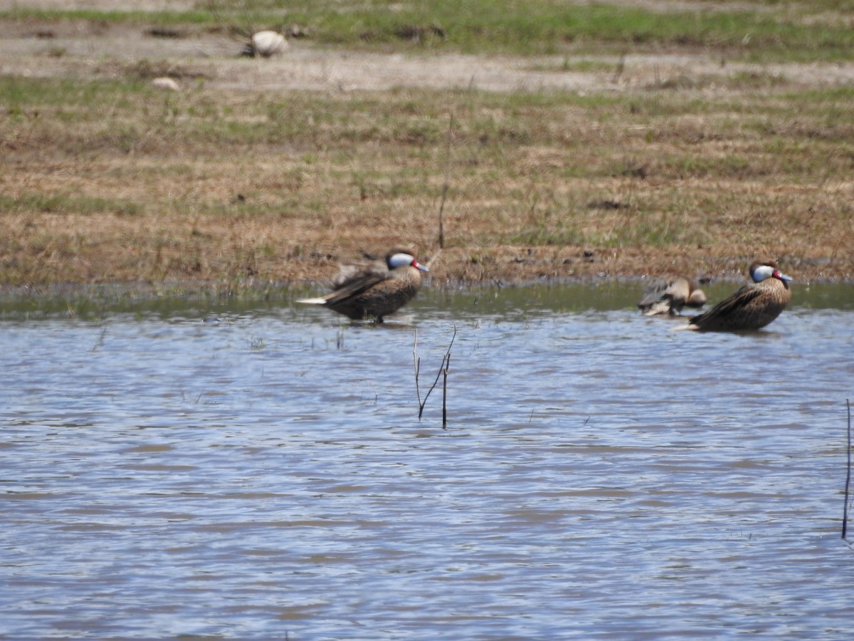 White-cheeked Pintail - ML645576262