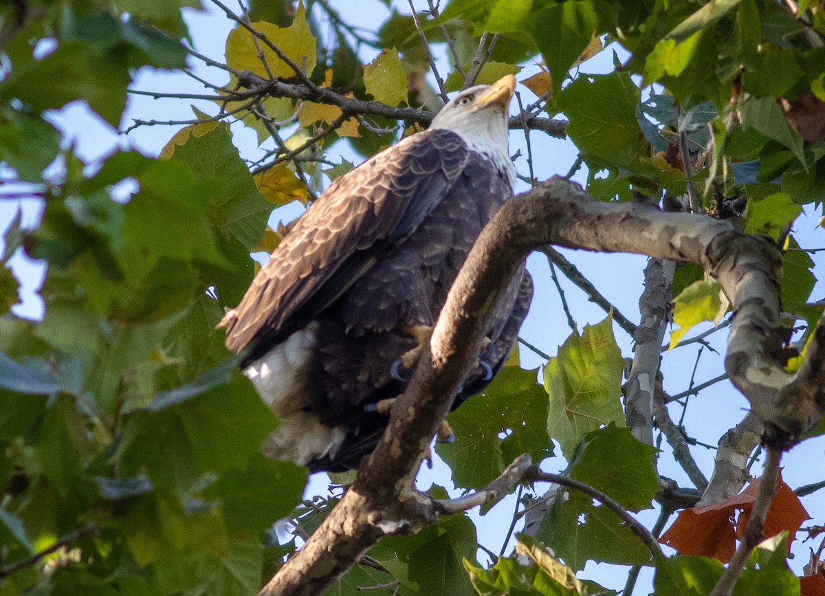 Pygargue à tête blanche - ML645576267