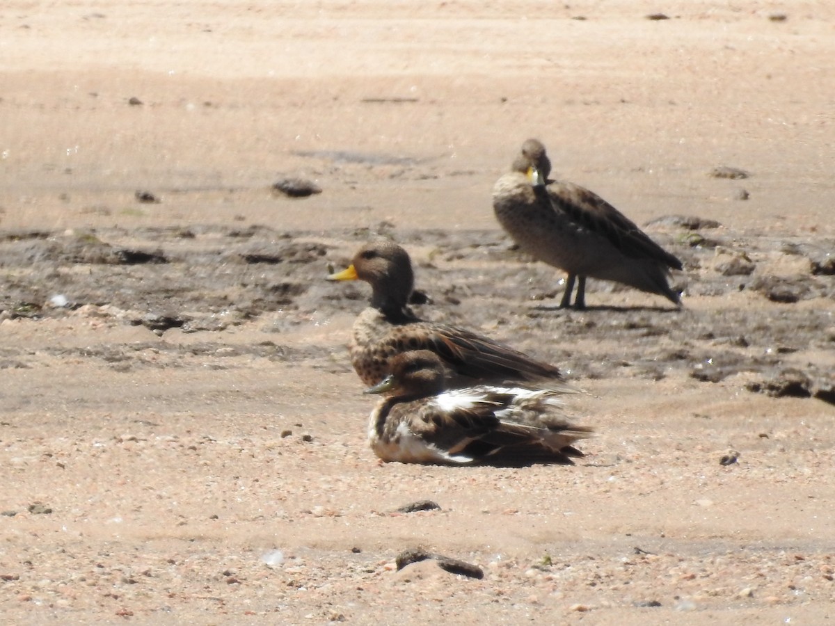 Yellow-billed Teal - ML645576269