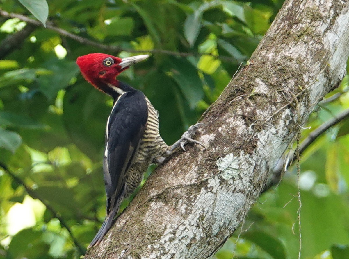 Pale-billed Woodpecker - ML645576272
